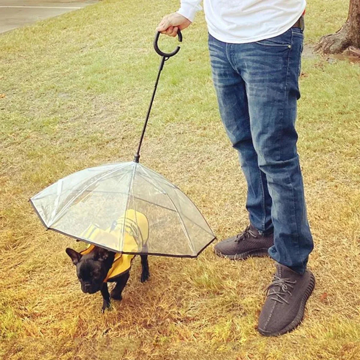Dog Umbrella.